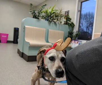Rockland Veterinary Care - North Rockland