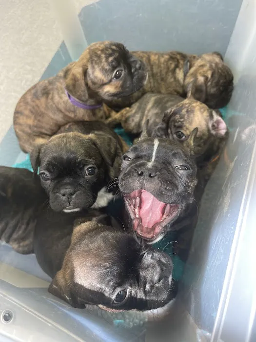 Rockland Veterinary Care - North Rockland 9