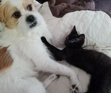 Visiting Veterinary