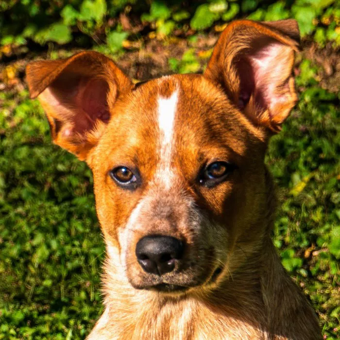 Banfield Pet Hospital 3