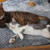 Banfield Pet Hospital ico