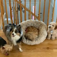 North Westchester Veterinary Office ico