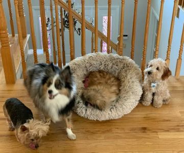 North Westchester Veterinary Office