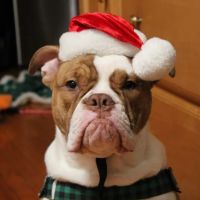 Mohegan Lake Veterinary Hospital ico