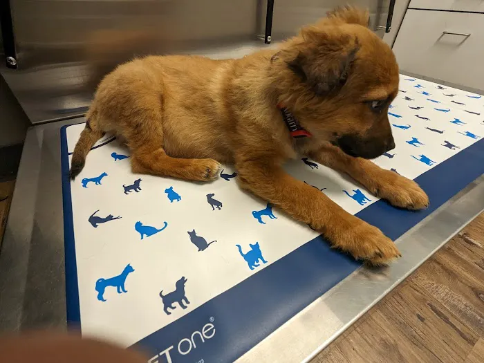Mohegan Lake Veterinary Hospital 9