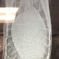 Peekskill-Cortlandt Animal Hospital ico