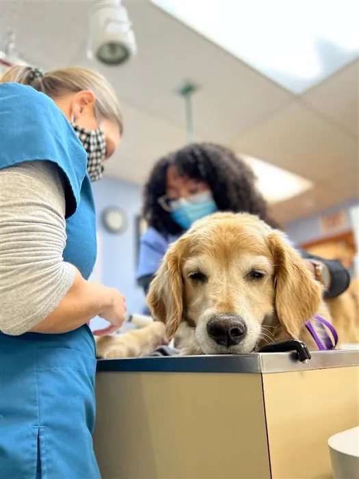 Companion Pet Hospital 4