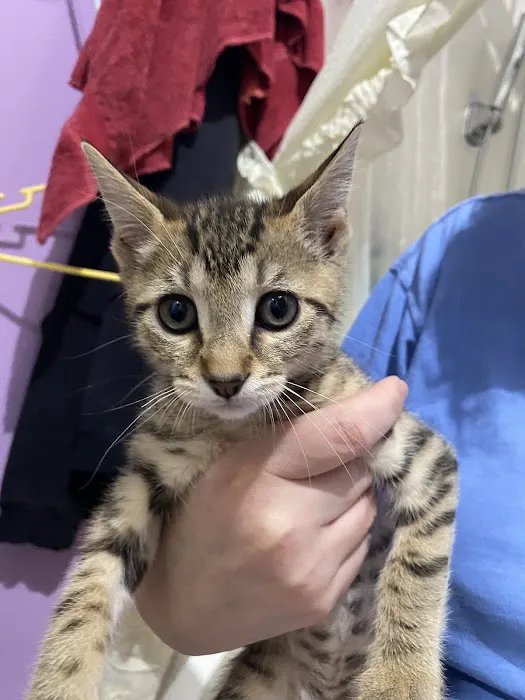 Companion Pet Hospital 7