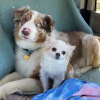 Companion Pet Hospital of Fishkill: Selzner Alisha DVM ico
