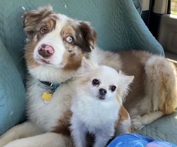 Companion Pet Hospital of Fishkill: Selzner Alisha DVM