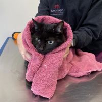 Taconic Veterinary Center ico