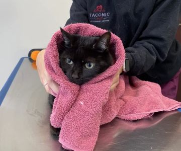 Taconic Veterinary Center