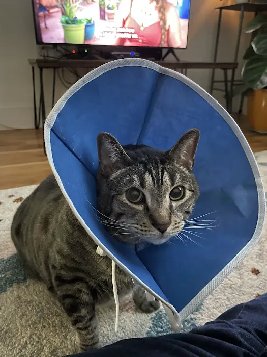 A Cat's Place Veterinary Hospital PC 1