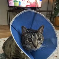 A Cat's Place Veterinary Hospital PC ico