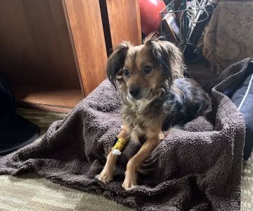 Hudson Highlands Veterinary Medical Group - Hopewell Junction