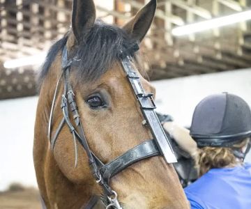 Pine Bush Equine Services and Veterinary Hospital