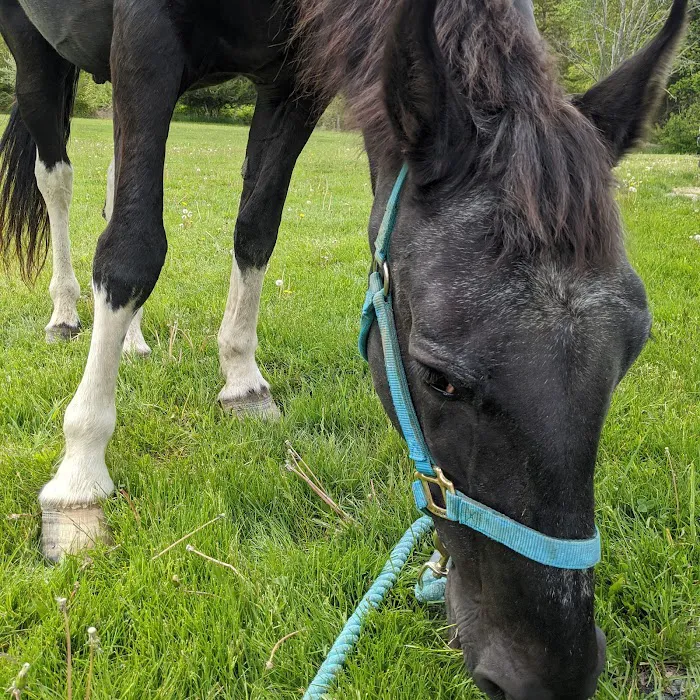 Pine Bush Equine Services and Veterinary Hospital 4
