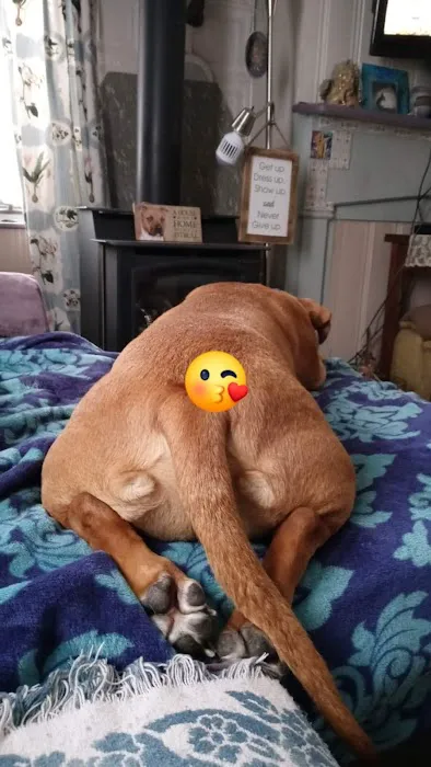 Bullville Animal Hospital 3