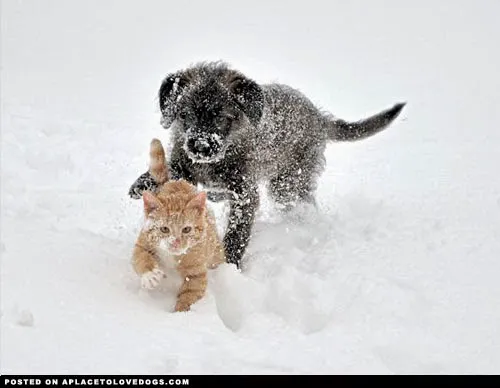 Bullville Animal Hospital 2