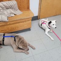 Wurtsboro Veterinary Clinic ico