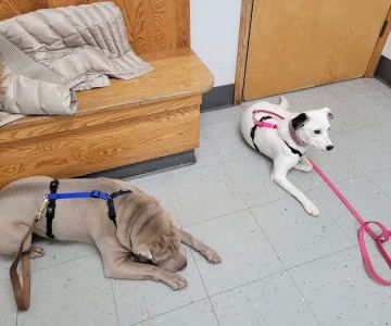 Wurtsboro Veterinary Clinic