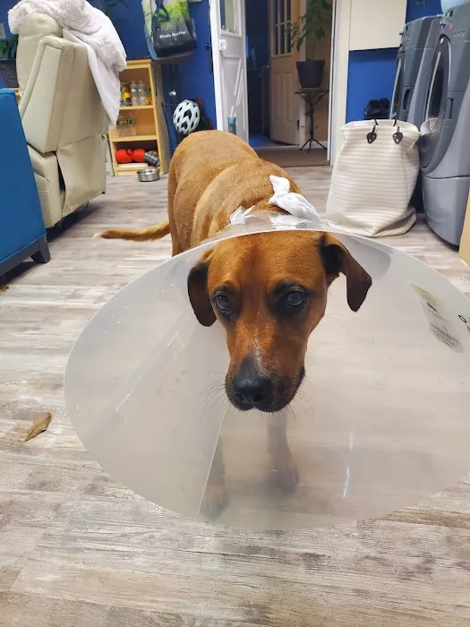 Animal Hospital of White Plains 5