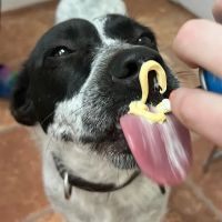 Livonia Veterinary Hospital ico