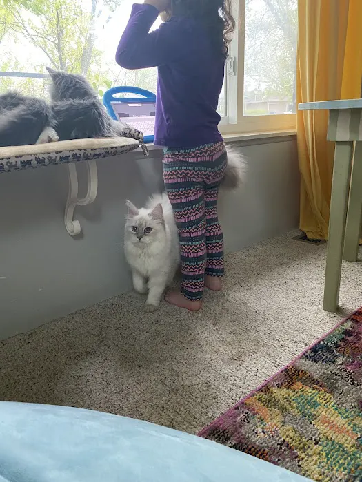 Aquarella Hypoallergenic Siberian Cats 8