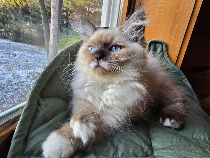 Aquarella Hypoallergenic Siberian Cats 2