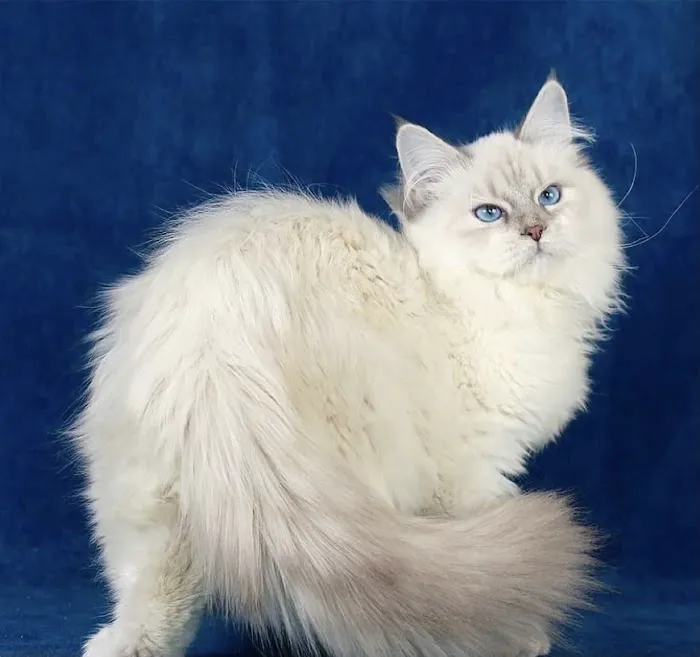 Aquarella Hypoallergenic Siberian Cats 6