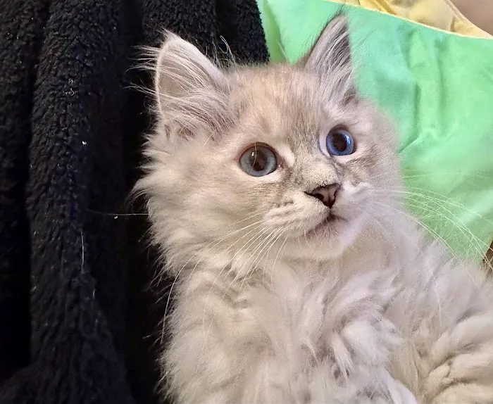 Aquarella Hypoallergenic Siberian Cats 5