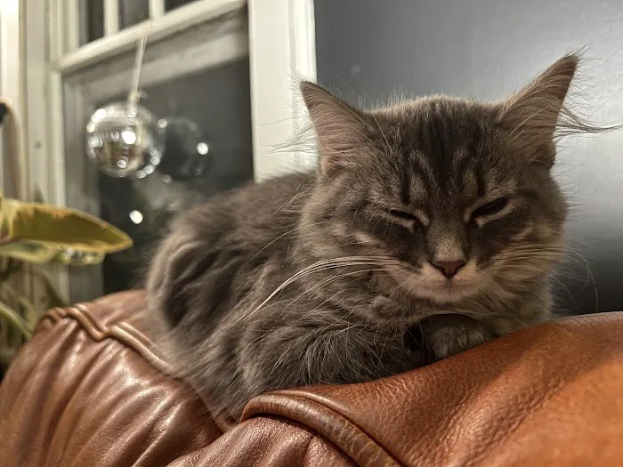 Aquarella Hypoallergenic Siberian Cats 4