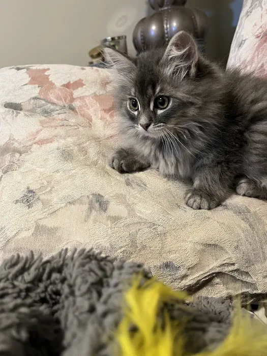 Aquarella Hypoallergenic Siberian Cats 3