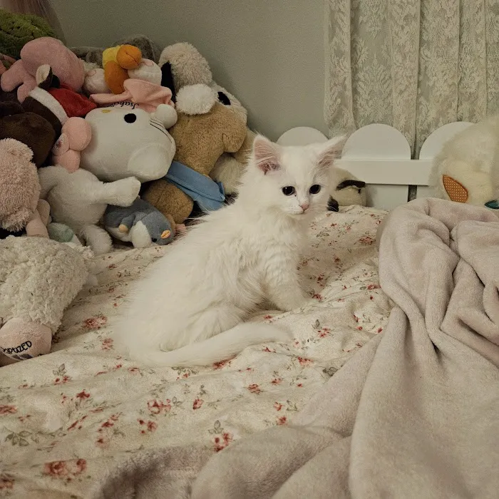 Aquarella Hypoallergenic Siberian Cats 7