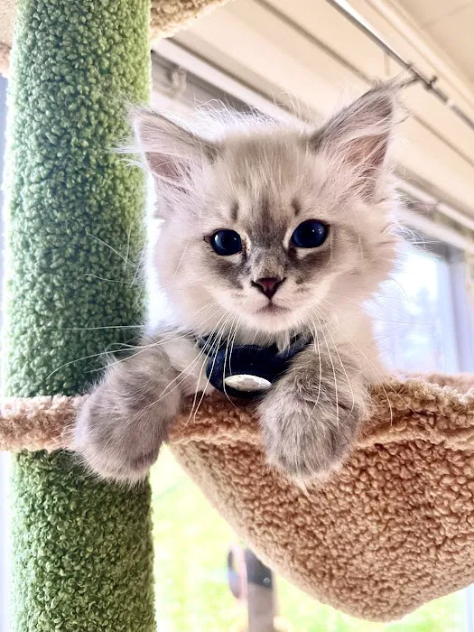 Aquarella Hypoallergenic Siberian Cats 1