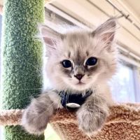 Aquarella Hypoallergenic Siberian Cats ico