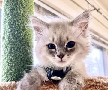 Aquarella Hypoallergenic Siberian Cats