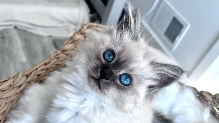 Aquarella Hypoallergenic Siberian Cats 9