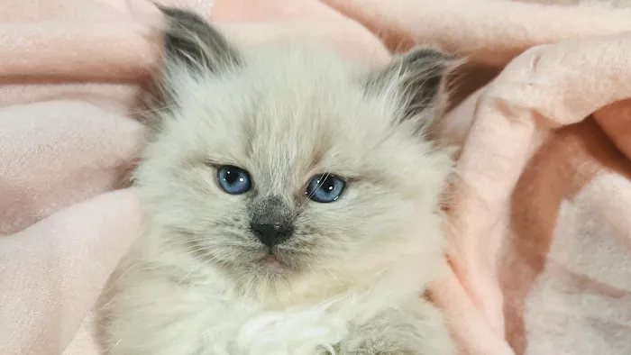 Aquarella Hypoallergenic Siberian Cats 10