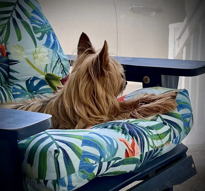 VetSelect Animal Hospital of Dearborn 2