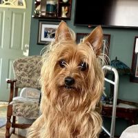 VetSelect Animal Hospital of Dearborn ico