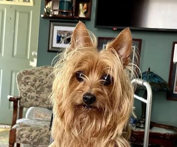 VetSelect Animal Hospital of Dearborn