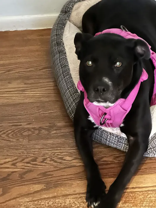 Michigan Animal Care 4