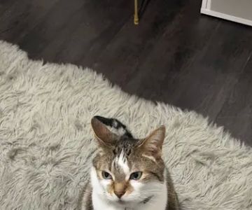 Michigan Animal Care
