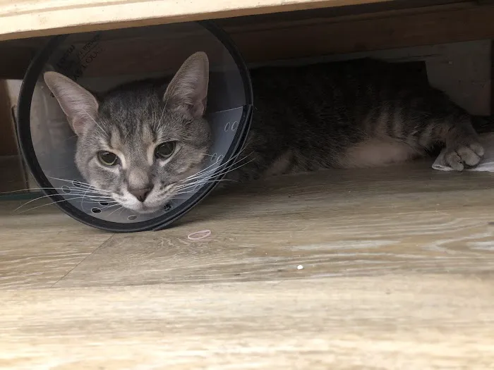 Comfort's Place 3