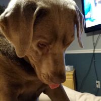 Morrison Animal Hospital: Smyth-Arkens Michele DVM ico