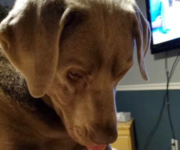 Morrison Animal Hospital: Smyth-Arkens Michele DVM