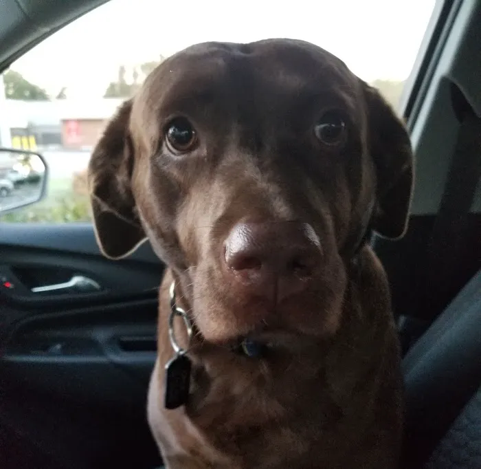 Morrison Animal Hospital: Smyth-Arkens Michele DVM 3