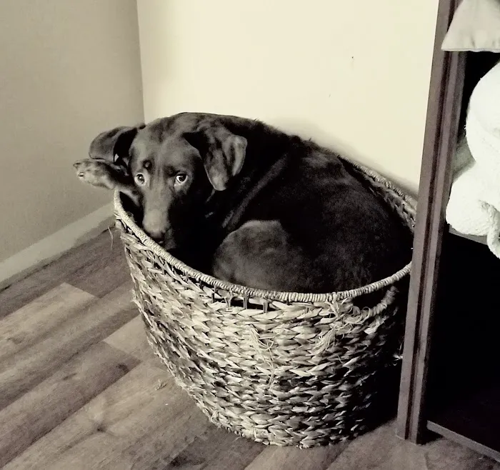 Morrison Animal Hospital: Smyth-Arkens Michele DVM 2