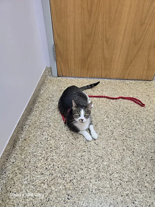 Morrison Animal Hospital 4